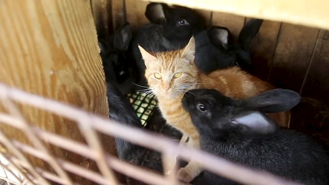 Funny video red cat climbed into the cage with rabbits. Friendship Pet Concept