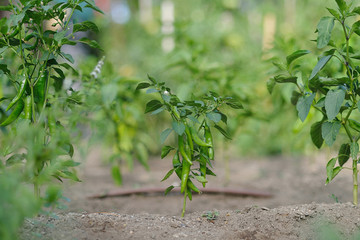 Young peppers in organic garden.