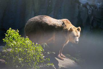 Naklejka na ściany i meble Big Brown Bear sitting on a rock.