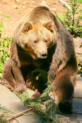 Obraz premium Big Brown Bear sitting on a rock in the sun