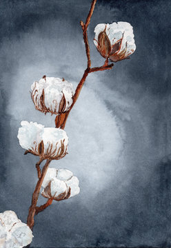 A brown branch with white soft cotton flowers on  a dark blue background