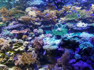 Naklejka na ściany i meble coral reef and fishes under the sea