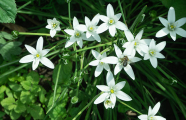 beautiful white spring flowers on a background of green foliage top view, on one of the flowers there is a bee. Fresh Inflorescences in the form of stars are arranged in a group..