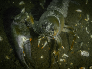 Signal crayfish without one claw, an invasive non-native species in Hancza Lake, Poland. Close up and underwater photo with selective focus.