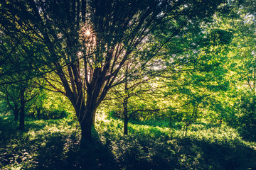 Spring walk in floodplain forests