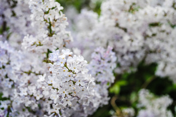 Fototapeta premium Lilac bush blooming lilac closeup 