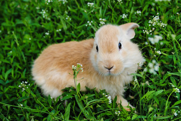 Fototapeta premium Red-haired young rabbit grazes on the green grass.