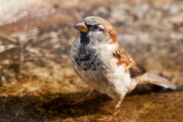 A moist sparrow's close-up.