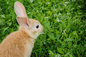 Red-haired young rabbit grazes on the green grass.
