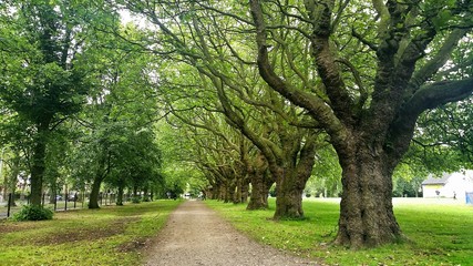 Pathway Amidst Trees Growing In Park