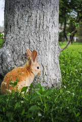 A fluffy rabbit on is sitting on the green grass.