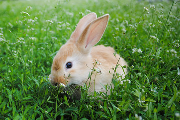 Red-haired young rabbit grazes on the green grass.
