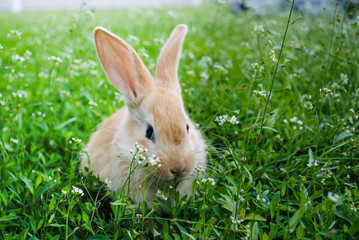 A fluffy rabbit on is sitting on the green grass.