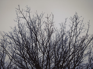 Dead branches against a dark winter sky