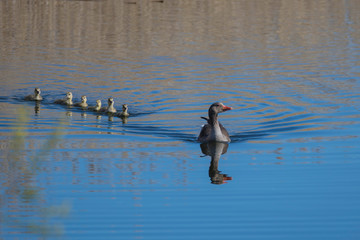Greylag goose with chicks in a pond in Stockholm