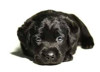 beautiful black puppy dog Labrador poses in front of a photo camera