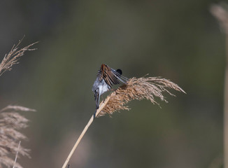 Common reed bunting on a reeds. at a pond in Stockholm
