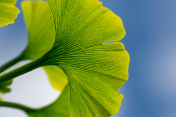 Fototapeta premium Leaves of a ginkgo biloba tree,Maidenhair tree , Ginkgophyta.