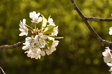 White cherry blossom close up