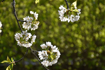 White cherry flowers blooming