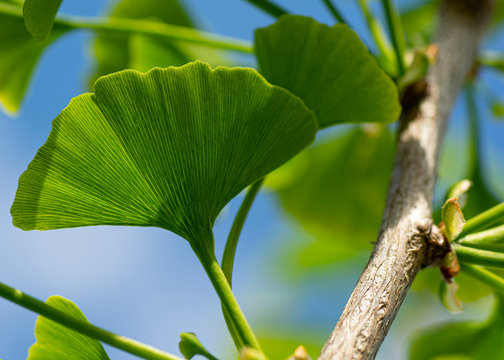 Leaves of a ginkgo biloba tree,Maidenhair tree , Ginkgophyta.