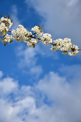 White cherry blossom branch
