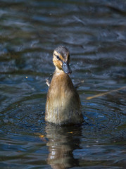Wet duckling with small wings after a dip in a pond in Stockholm