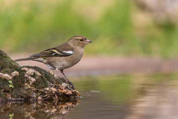 Pinzón (Fringilla coelebs)