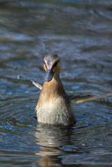 Wet duckling with small wings after a dip in a pond in Stockholm