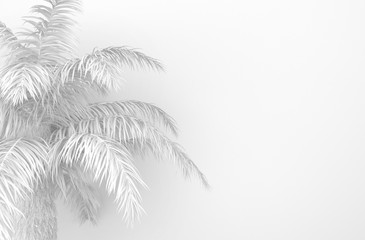 Palm tree with white palm leaves on a white background. Monochrome bleached white foliage. Conceptual creative illustration with copy space. 3D rendering
