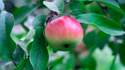 Red apple and green leaves on tree in garden.