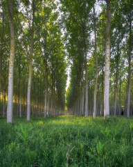 Fotografia di un bosco di alberi ordinati