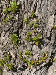 Young leaves from the old tree trunk