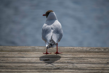 Black-headed gull viewing over a pond from a jetty at a pond in Stockholm