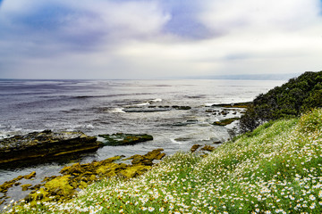 Daisies Along the Surf