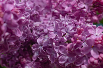 Magnificent fresh bunch of purple lilac on the bush. Garden bush, spring flowering, fresh aroma. Selective soft focus, shallow depth of field.