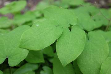 Epimedium pubigerum (hairy barrentwort), 2020