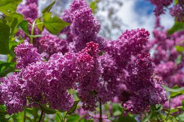 Magnificent fresh bunch of purple lilac on the bush. Garden bush, spring flowering, fresh aroma. Selective soft focus, shallow depth of field.