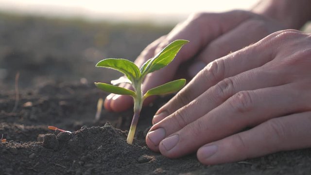 The farmer's hand plants seedlings in the soil, a spur of a young plant in the early morning. The way of life in rural areas.Growing vegetables and grains in fertile soil for a healthy diet.