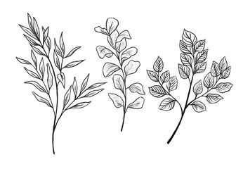 Set of botanical branches and leaves. Outline botanical elements.