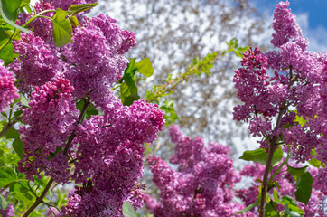 Fototapeta premium Magnificent fresh bunch of purple lilac on the bush. Garden bush, spring flowering, fresh aroma. Selective soft focus, shallow depth of field.