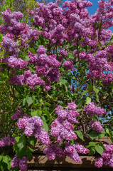Magnificent fresh bunch of purple lilac on the bush. Garden bush, spring flowering, fresh aroma. Selective soft focus, shallow depth of field.