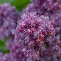 Magnificent fresh bunch of purple lilac on the bush. Garden bush, spring flowering, fresh aroma. Selective soft focus, shallow depth of field.