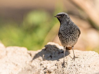 Colirrojo tizón (Phoenicurus ochruros)