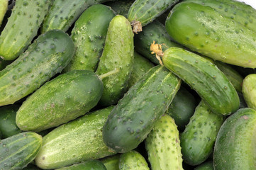 Background from harvested cucumbers