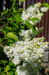 Beautiful Lush fresh bunch of white lilac on a bush in the garden near the house. Garden bush, spring flowering, fresh aroma.