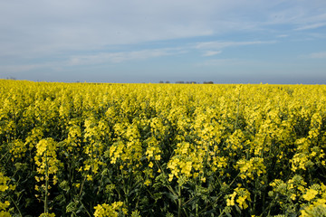Fototapeta premium yellow spring flowers against blue sky
