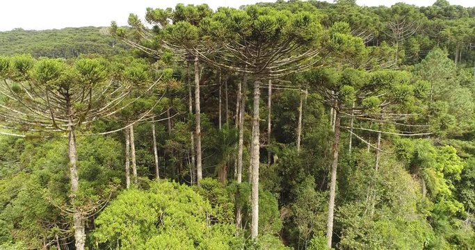 Filmagem com drone de Floresta de Arauc&aacute;rias 