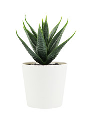 artificial haworthia limifolia marloth plant in pot isolated on white