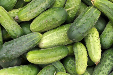 Background from harvested cucumbers